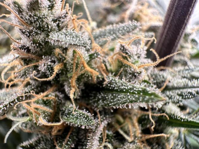 The Sweet White Candy One. Week 16