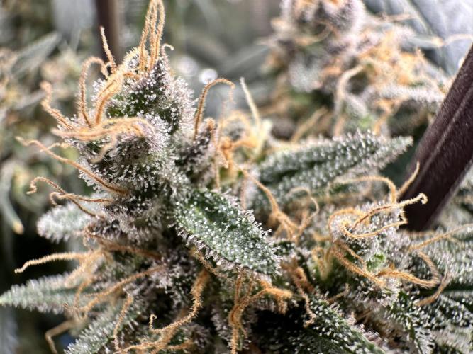 The Sweet White Candy One. Week 16