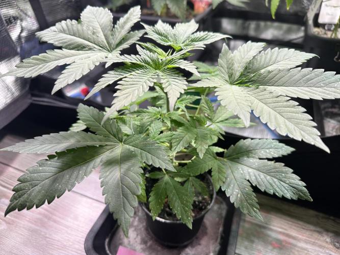 Bubble Banana Gum. Week 4