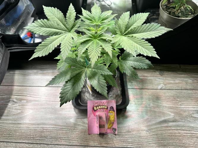 Bubble Banana Gum. Week 4