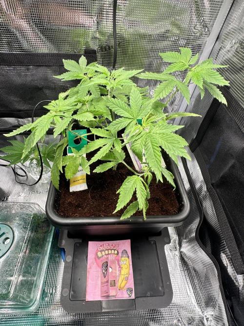 Bubble Banana Gum. Week 5