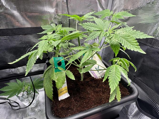 Bubble Banana Gum. Week 5
