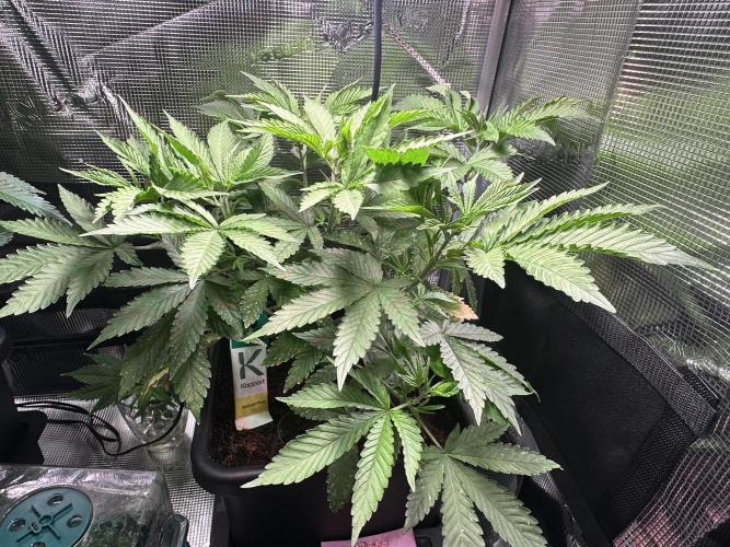 Bubble Banana Gum. Week 5