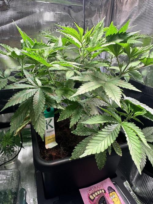 BubbleBananaGum. Week 5