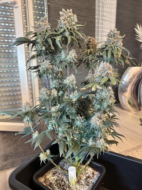 The Sweet White Candy One. Week 17