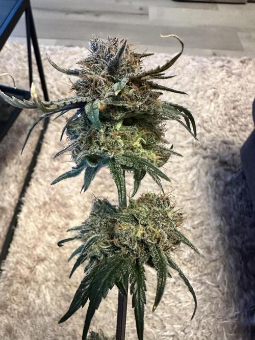 The Sweet White Candy One. Week 17