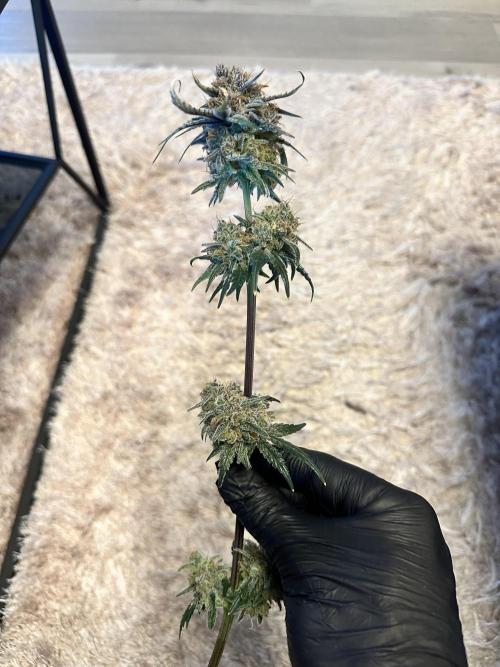 The Sweet White Candy One. Week 17