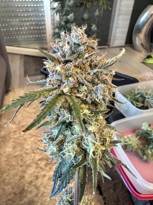The Sweet White Candy One. Week 17