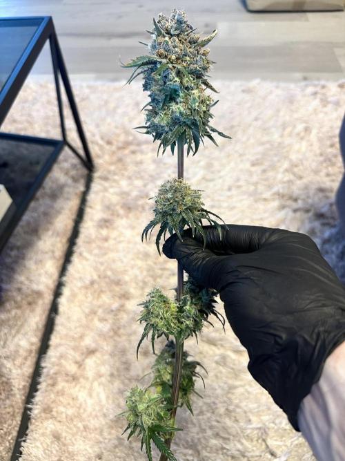 The Sweet White Candy One. Week 17