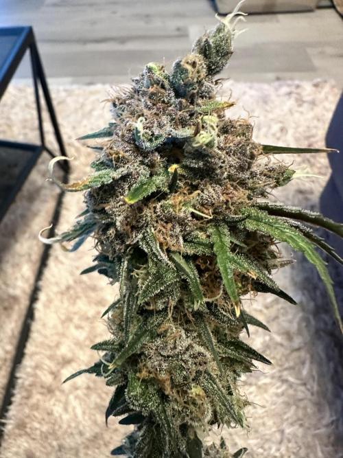 The Sweet White Candy One. Week 17