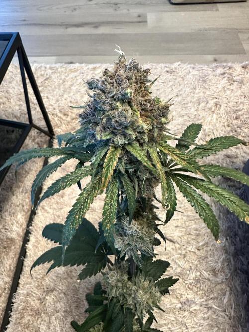 The Sweet White Candy One. Week 17