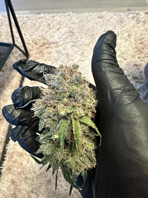 The Sweet White Candy One. Week 17
