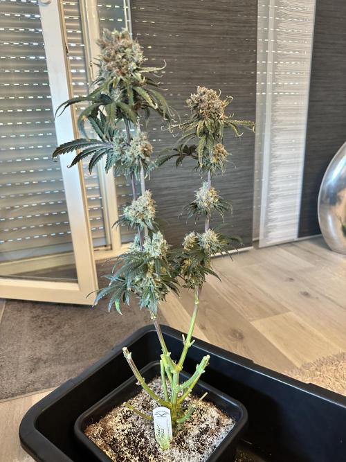 The Sweet White Candy One. Week 17