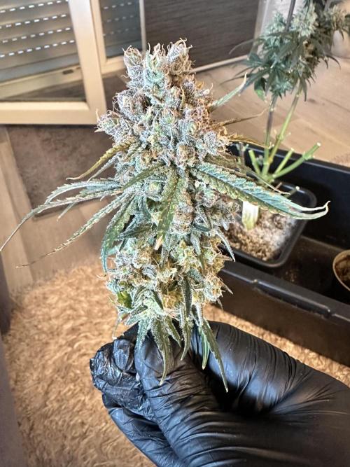 The Sweet White Candy One. Week 17