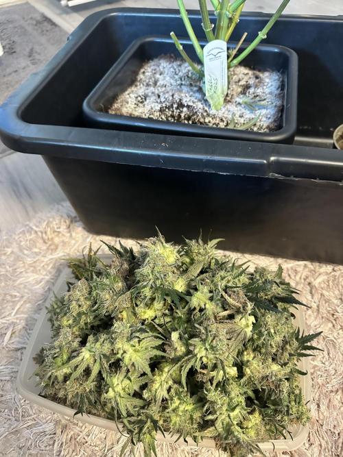 The Sweet White Candy One. Week 17