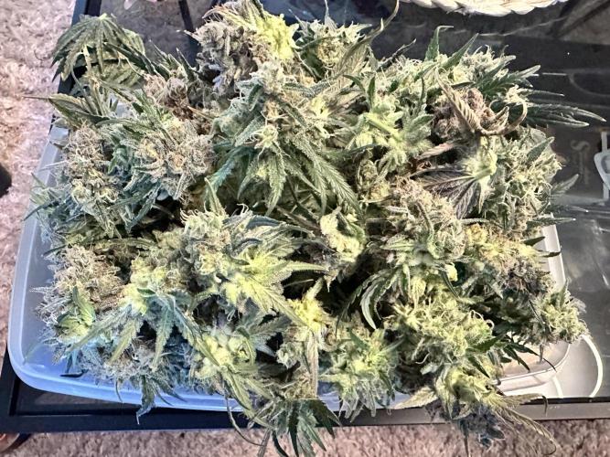 The Sweet White Candy One. Week 17