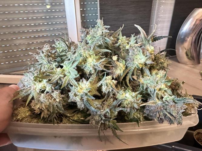 The Sweet White Candy One. Week 17