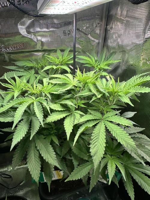 Bubble Banana Gum. Week 6