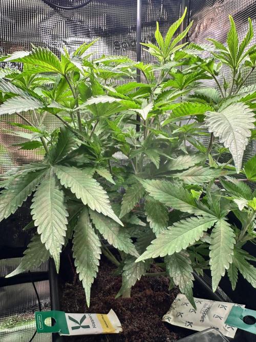 BubbleBananaGum. Week 6