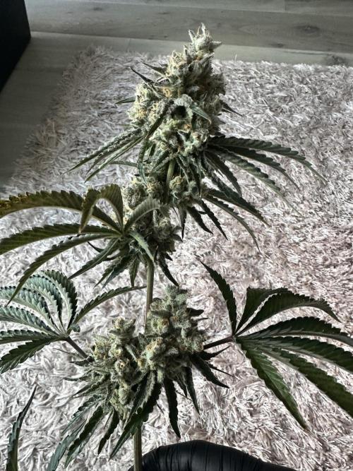 Satzuma Revenge 🍊. Week 14