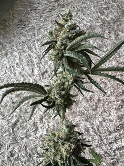 Satzuma Revenge 🍊. Week 14