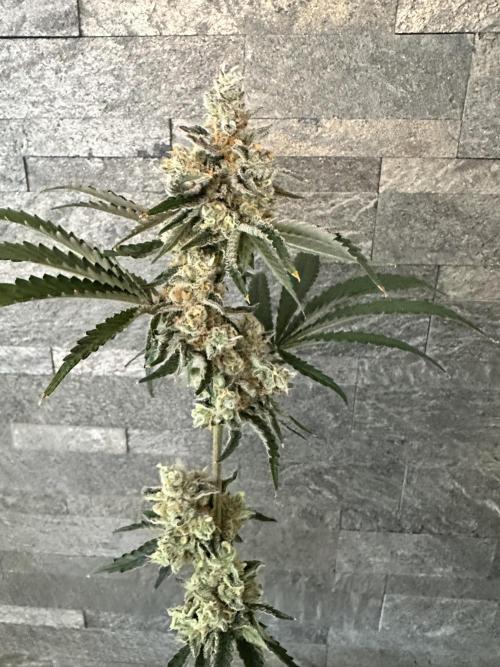 Satzuma Revenge 🍊. Week 14