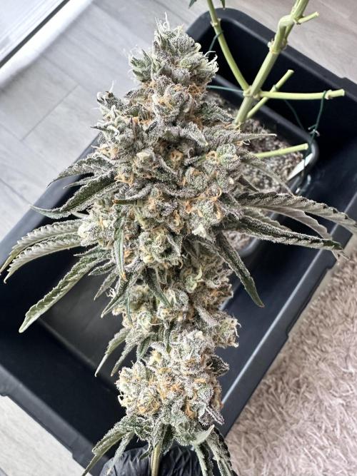 Satzuma Revenge 🍊. Week 14