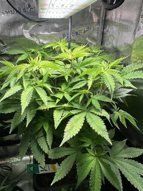 Bubble Banana Gum. Week 7