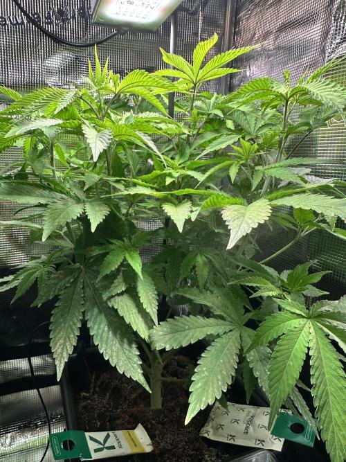 Bubble Banana Gum. Week 7