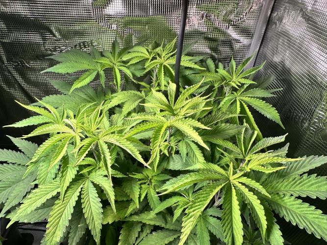 BubbleBananaGum. Week 7