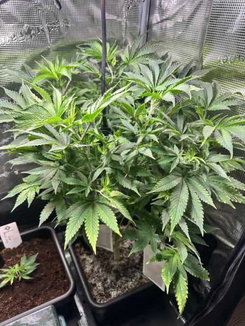 Bubble Banana Gum. Week 8