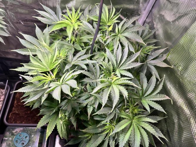 Bubble Banana Gum. Week 8