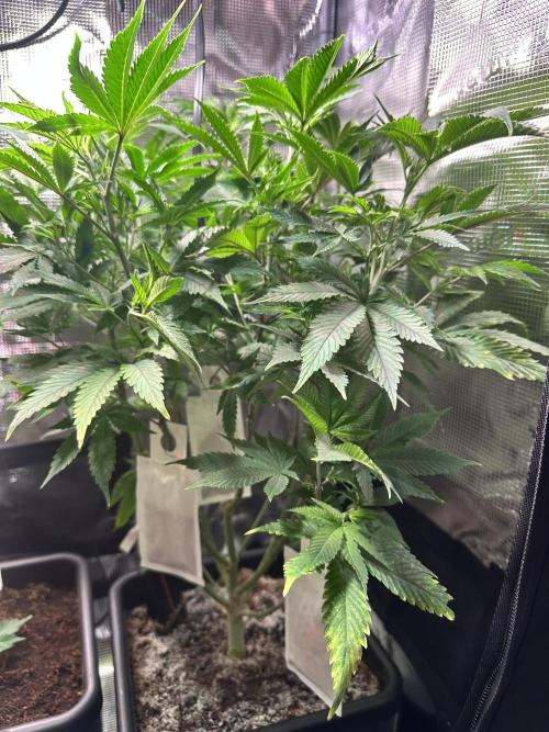 Bubble Banana Gum. Week 8