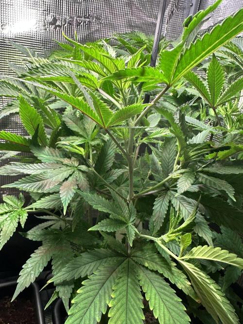 Bubble Banana Gum. Week 8