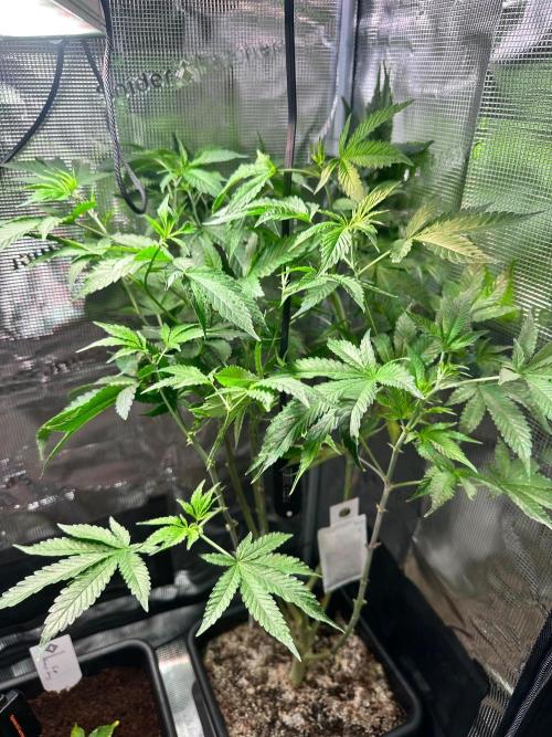 Bubble Banana Gum. Week 9