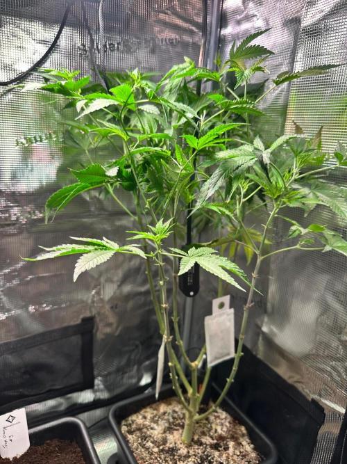 Bubble Banana Gum. Week 9