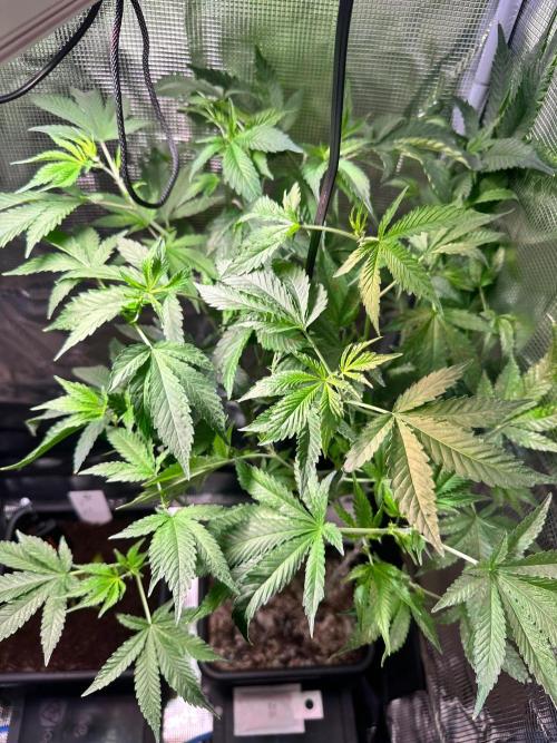 Bubble Banana Gum. Week 9
