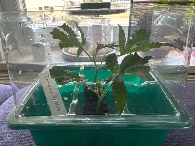 BubbleBananaGum. Week 9
