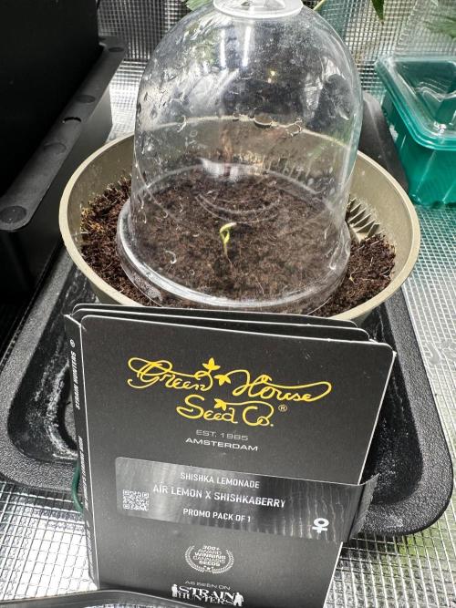 Canna-Community-Grow Shishka Lemonade 🍋. Week 0