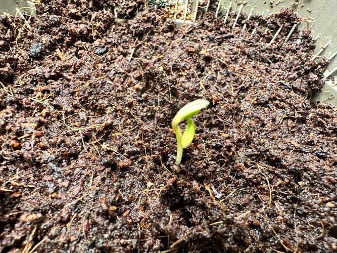 Shishka Lemonade. Week 0