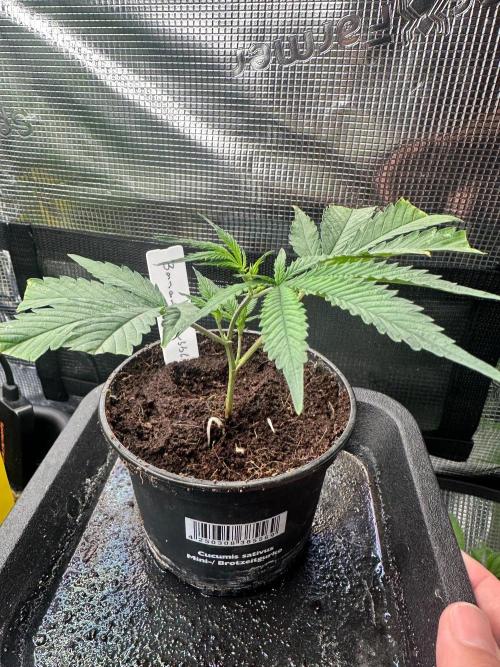 Bubble Banana Gum. Week 10