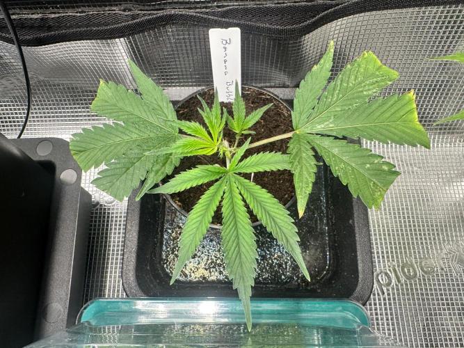 Bubble Banana Gum. Week 10