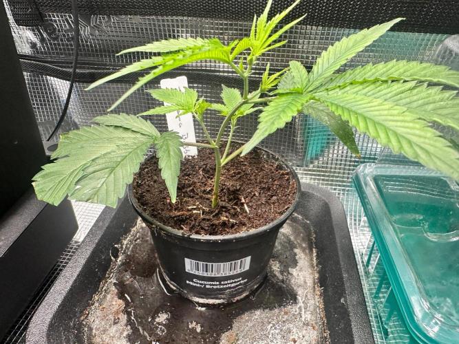Bubble Banana Gum. Week 10