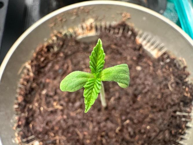 Shishka Lemonade. Week 1