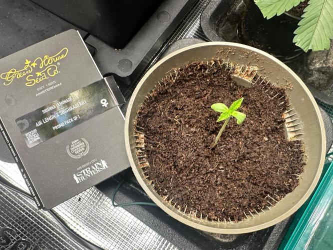 Canna-Community-Grow Shishka Lemonade 🍋. Week 1