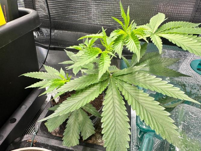 Bubble Banana Gum. Week 11