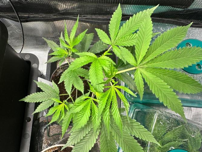 Bubble Banana Gum. Week 11