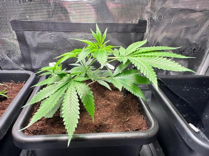 Bubble Banana Gum. Week 11