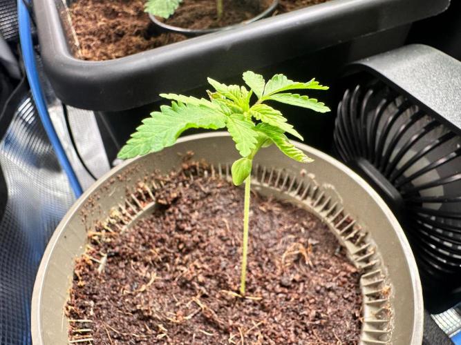 Canna-Community-Grow Shishka Lemonade 🍋. Week 2