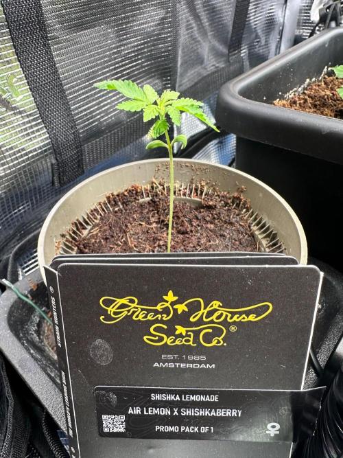 Canna-Community-Grow Shishka Lemonade 🍋. Week 2